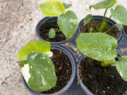 Monstera Deliciosa Thai Constellation 4 inch