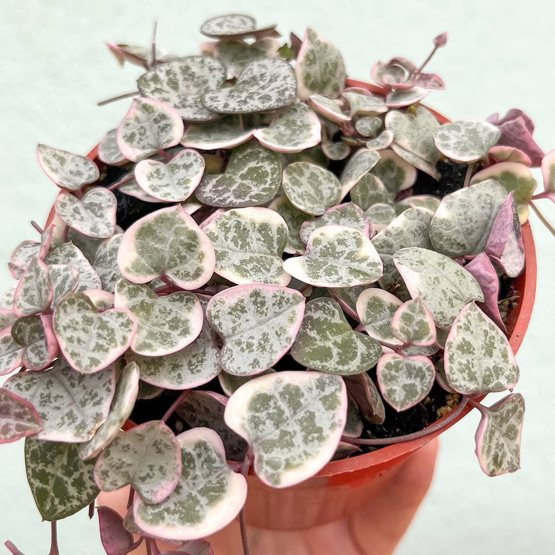 String of Hearts- Variegated 4 inch