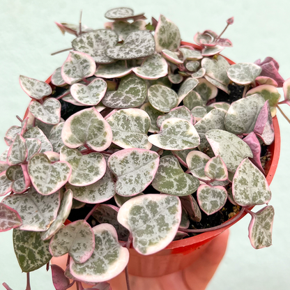 String of Hearts- Variegated 4 inch