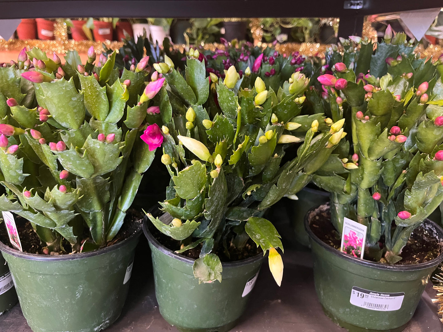 Cactus-Holiday-6 inch