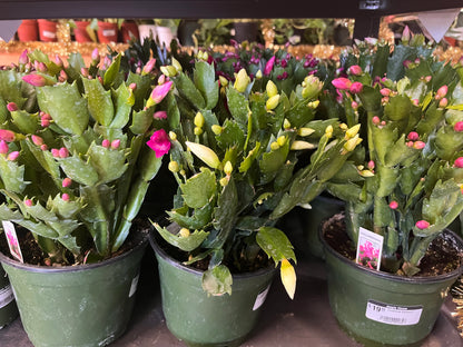 Cactus-Holiday-6 inch