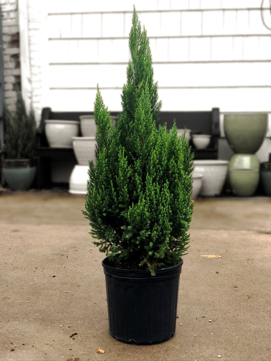 Juniper - Blue Point 10 inch *local delivery only*