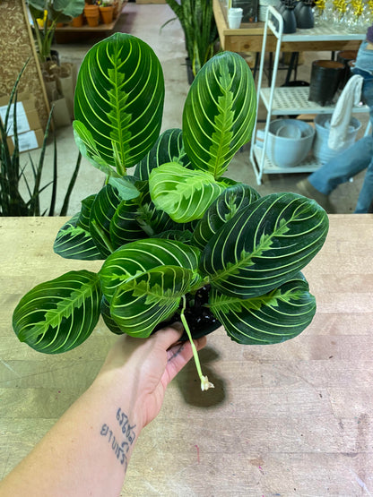 Maranta-Lemon Lime-6 inch