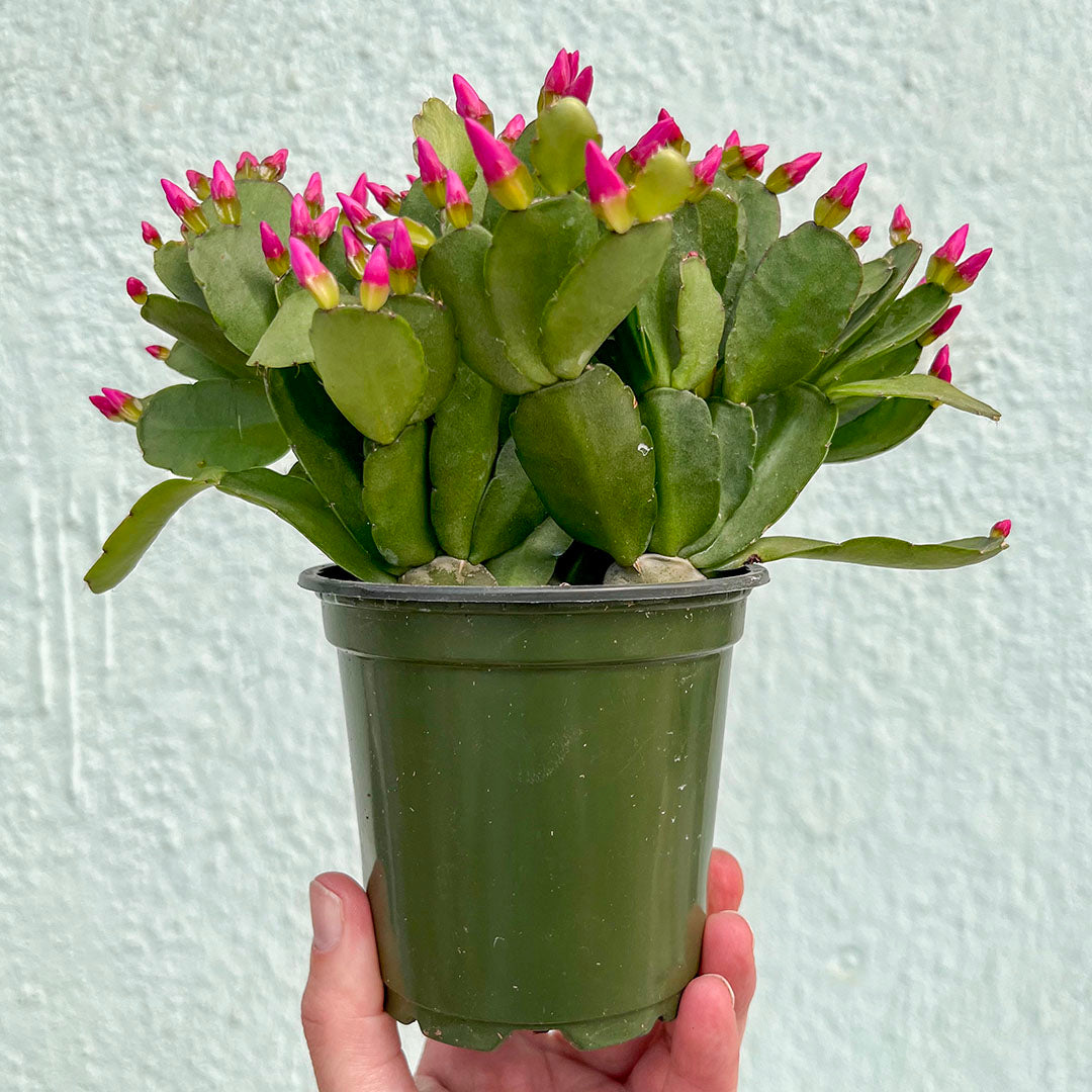 Cactus-Holiday-4 inch