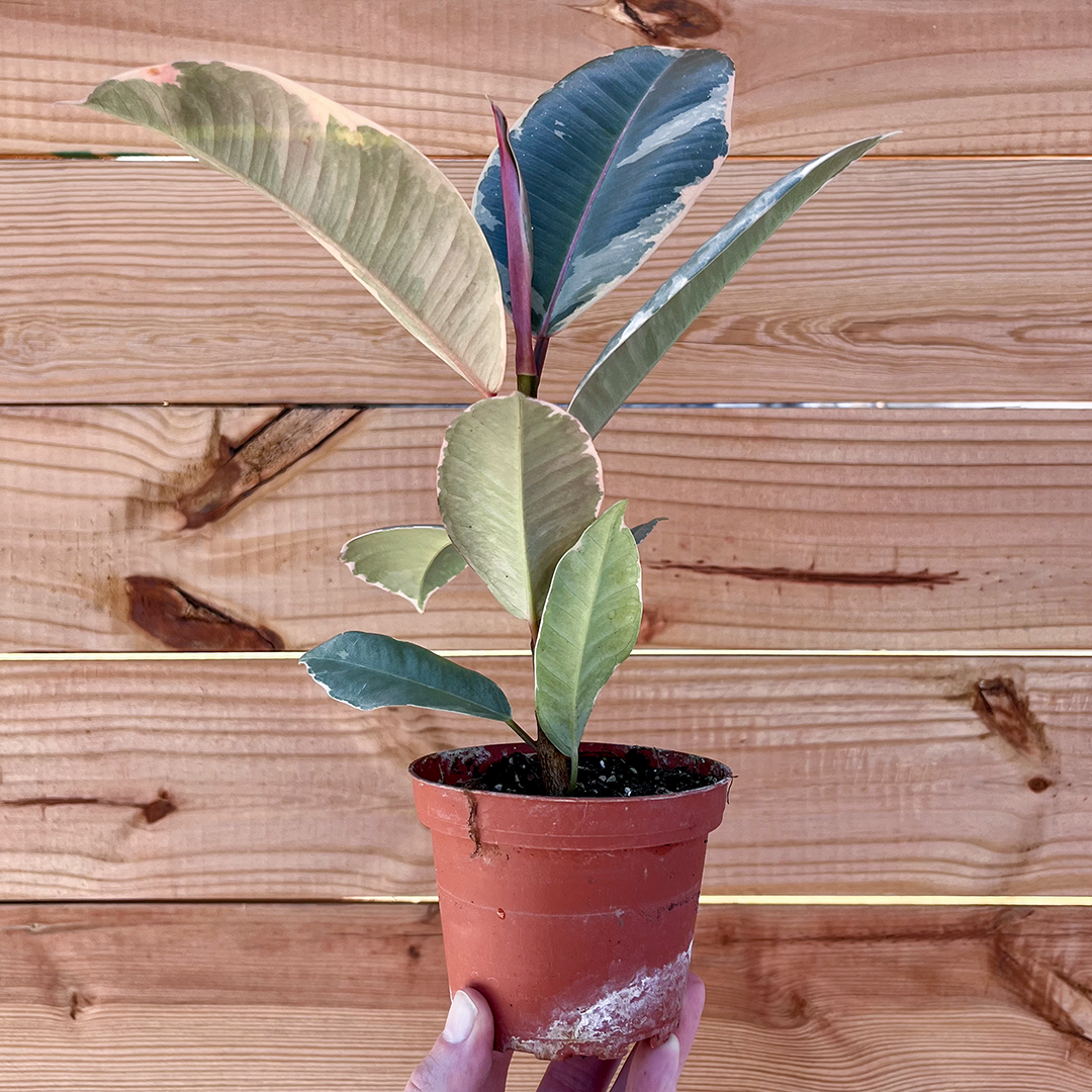 Ficus- Tineke 4 inch