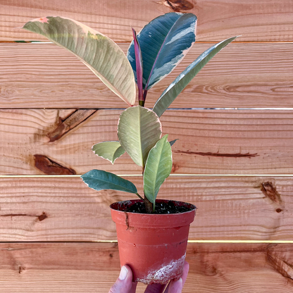 Ficus- Tineke 4 inch