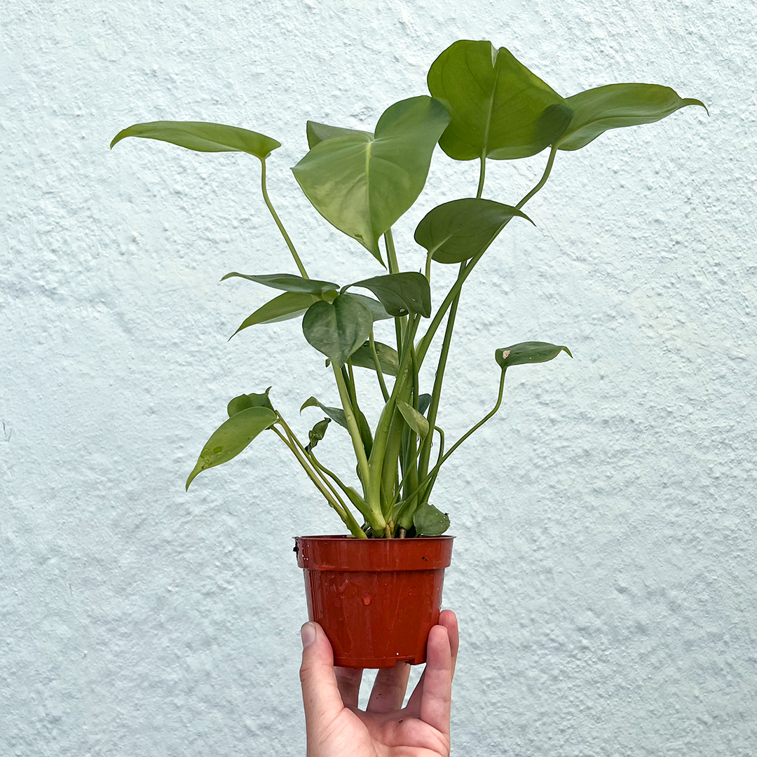 Monstera-Deliciosa 4 inch