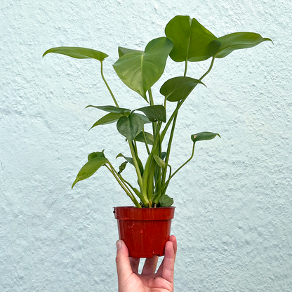 Monstera-Deliciosa 4 inch